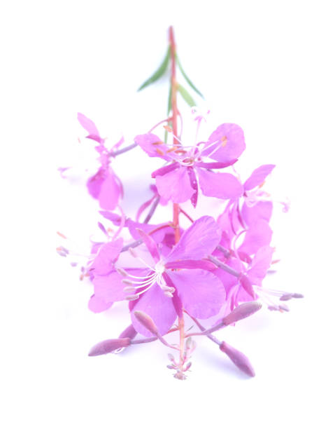 istock fireweed flowers on a white background 1275072887