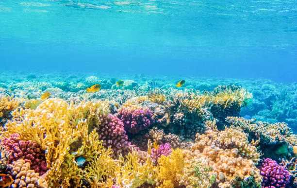 istock seascape with tropical fish and coral reefs 1275073770