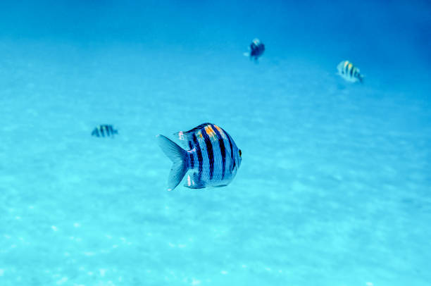 istock Tropical fish in water 1275073828