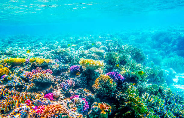 istock seascape with tropical fish and coral reefs 1275073908