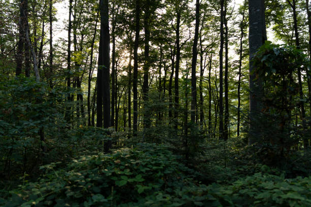 istock Trees in the forest with sun setting in the distance 1275082687
