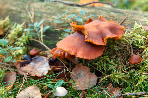 istock Mushrooms growing on fallen trees 1275083566