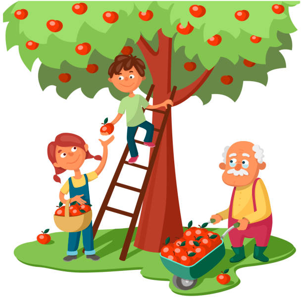 wnuki i dziadek zbierają jabłka - orchard child crop little boys stock illustrations