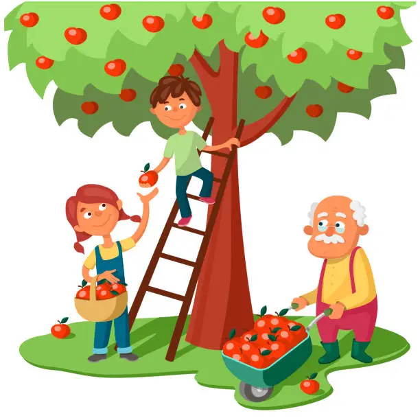 Vector illustration of Grandchildren and grandfather harvest apples