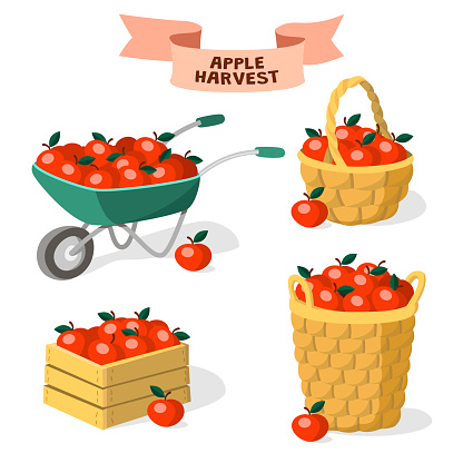 Apple harvest. Garden wheelbarrow, crate, apple baskets. Vector cartoon illustration isolated on white background.