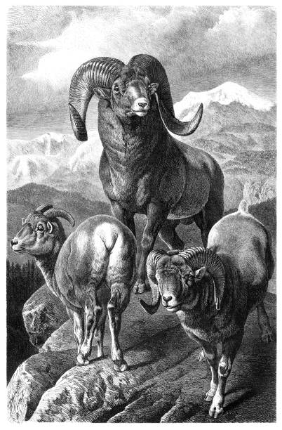The argali (Ovis ammon), also known as the mountain sheep, is a wild sheep that roams the highlands of western East Asia, the Himalayas, Tibet, and the Altai Mountains.Original edition from my own archivesSource : Gartenlaube 1877Drawing : G. Mützel after Dr. BrehmGraveur : Aarland