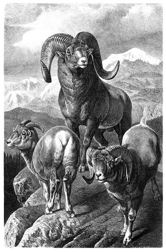 The argali (Ovis ammon), also known as the mountain sheep, is a wild sheep that roams the highlands of western East Asia, the Himalayas, Tibet, and the Altai Mountains.
Original edition from my own archives
Source : Gartenlaube 1877
Drawing : G. Mützel after Dr. Brehm
Graveur : Aarland