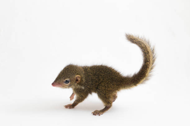 istock Horsfield's treeshrew (Tupaia javanica), also called Javan treeshrew, is a treeshrew species within the Tupaiidae. isolated on white background 1275089990