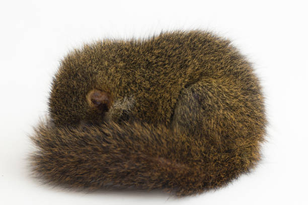 istock Horsfield's treeshrew (Tupaia javanica), also called Javan treeshrew, is a treeshrew species within the Tupaiidae. isolated on white background 1275091235