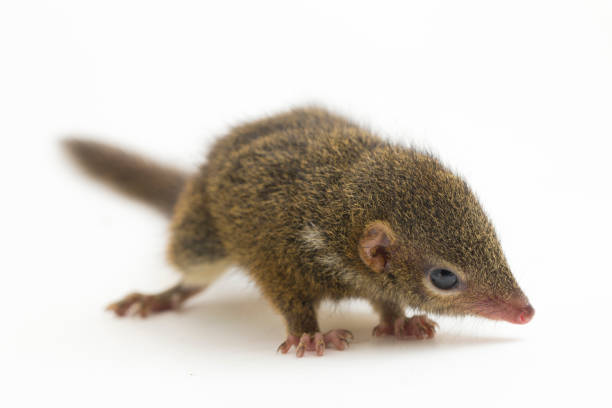 Horsfield's treeshrew (Tupaia javanica), also called Javan treeshrew, is a treeshrew species within the Tupaiidae. isolated on white background