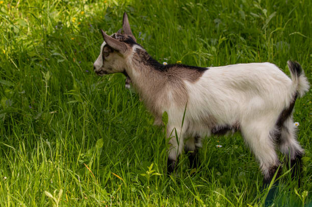istock Small white - brown domestic goat grazing 1275094665