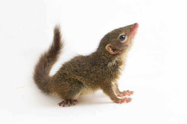 istock Horsfield's treeshrew (Tupaia javanica), also called Javan treeshrew, is a treeshrew species within the Tupaiidae. isolated on white background 1275102224