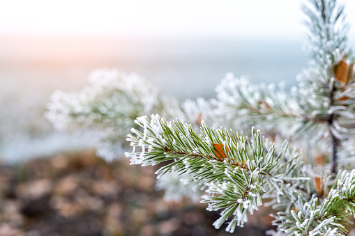 Close-up natural evergreen pine or spruce tree branch green needles covered with icy hoarfrost snow at morning sunrise time. Early frost autumn weather season concept. Nature forest background