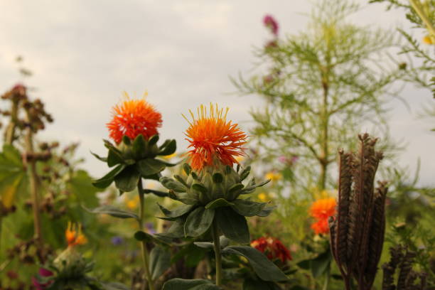 dois açaflores laranja close-up em uma margem de campo no verão - grass shoulder rural scene road wildflower - fotografias e filmes do acervo