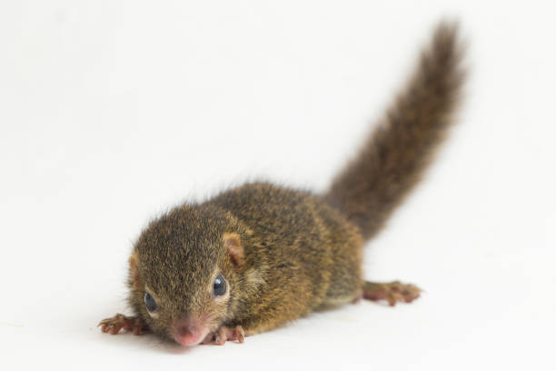 istock Horsfield's treeshrew (Tupaia javanica), also called Javan treeshrew, is a treeshrew species within the Tupaiidae. isolated on white background 1275104096