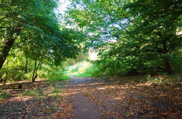 istock A woodland Trail. 1275114743