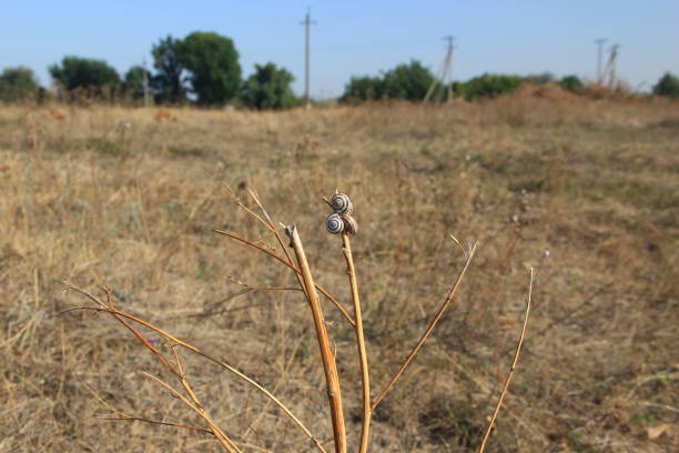 Small snails on a dried grass