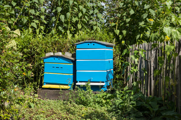 istock Traditional wooden hives for beeholding 1275124624