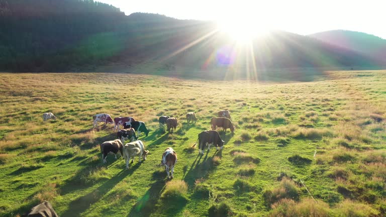 Cows in a field, aerial view