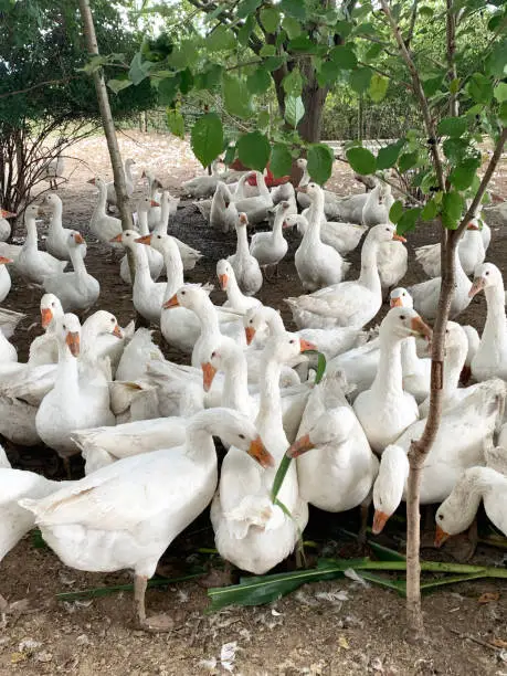Photo of goose family