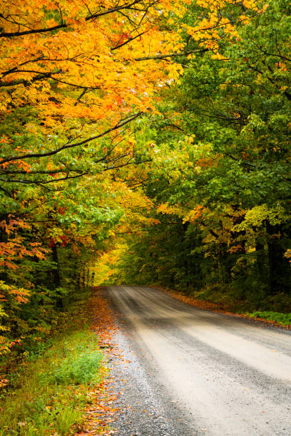 istock Open empty road surrounded by a canopy of fall color trees with turned foliage showing the possibilities that lie ahead for a family vacation or the future 1275142364