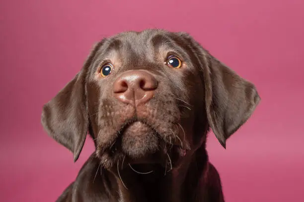 A series of Labrador puppies in the photo studio