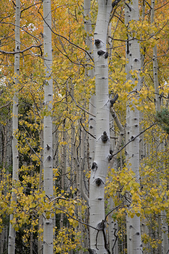 Changing tall aspen tree leaves with blue sky