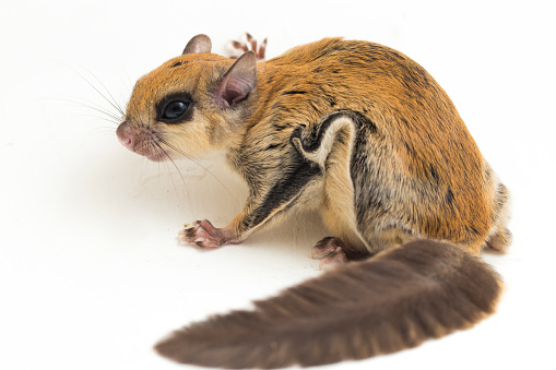 The Javanese flying squirrel (Iomys horsfieldii) is a species of rodent in the family Sciuridae. It is found in Indonesia, Malaysia, and Singapore. Isolated on white background