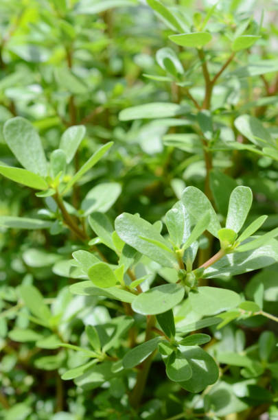 istock Purslane (Portulaca oleracea). Verdolaga plants 1275146538