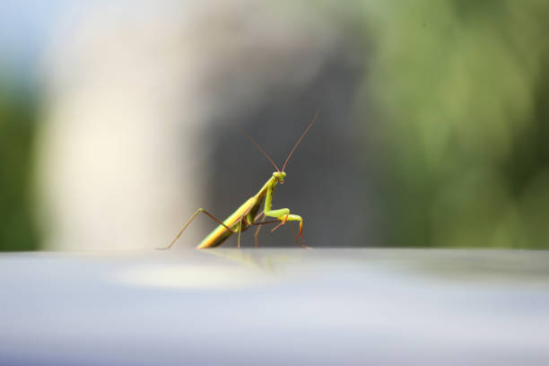 istock European Mantis or Praying Mantis, Mantis Religiosa. Green praying mantis. 1275155866