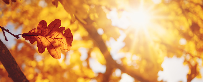 Red maple leaves in autumn with beautiful sunlight. Autumnal foliage with blurry background