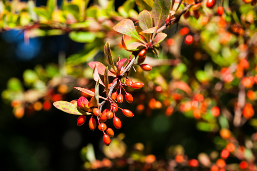 Pistacia lentiscus. Mastic tree with red berries. Lentisc.