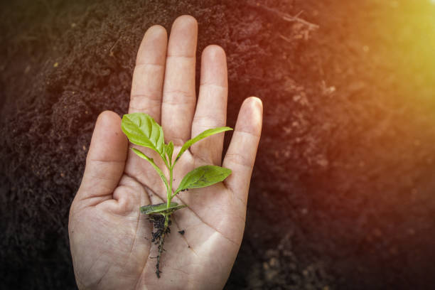 istock The seedling are growing from the rich soil 1275164729