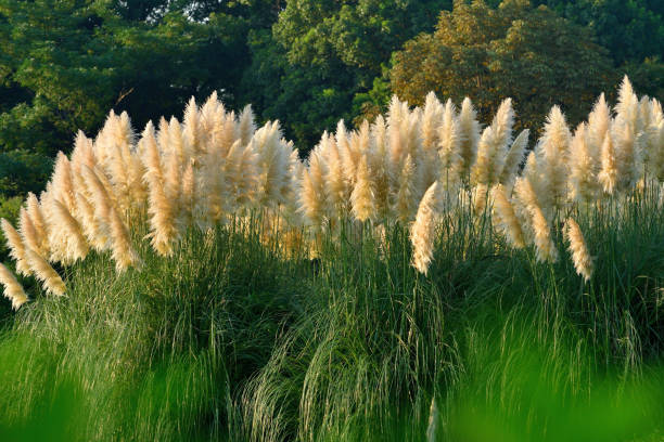 istock Pampas Grass / Cortaderia selloana 1275174146