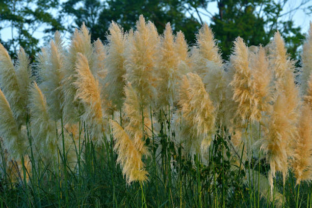 istock Pampas Grass / Cortaderia selloana 1275175009