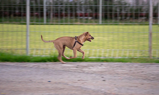 Big brown dog running on the park