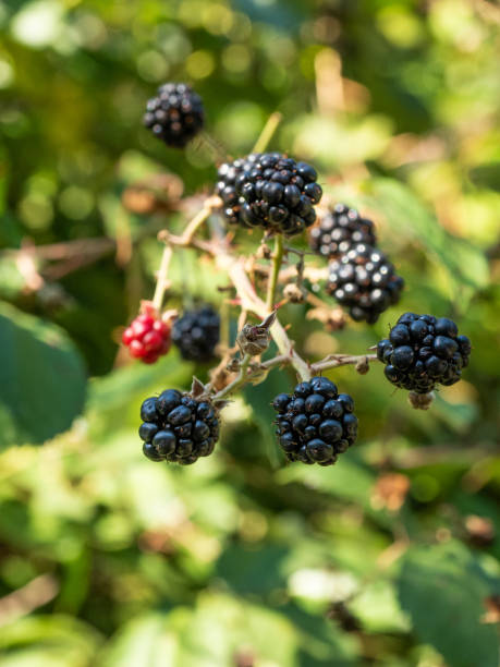 istock Blackberries in the plant 1275181627