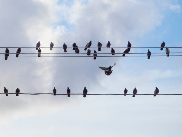 istock pigeons sit on electrical wires and one in flight. background blue sky. 1275182643