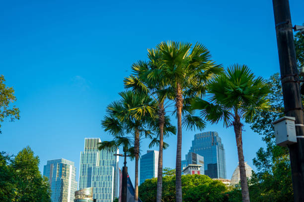 Free Stock Photo of City Street With Tall Buildings and Palm Trees ...