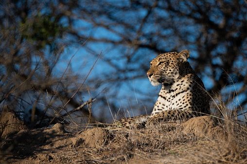 A female leopard peering into the undergrowth where her five month old cubs were hiding away.