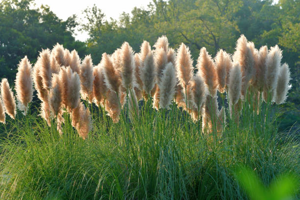 Red Pampas Grass / Cortaderia selloana