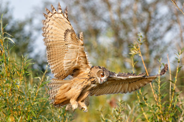 istock An European Eagle Owl (Bubo bubo) flying 1275193495