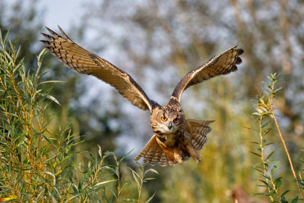 istock An European Eagle Owl (Bubo bubo) flying 1275193951