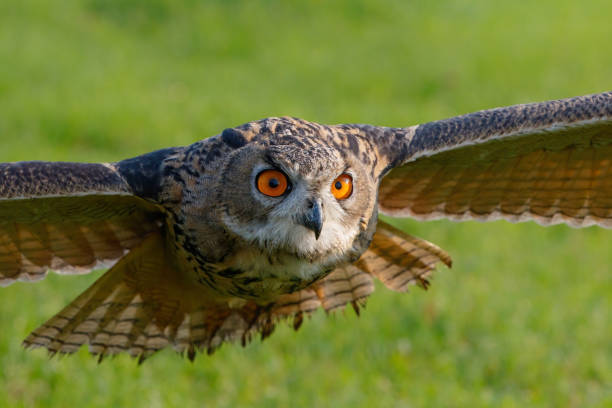 istock Close up of a flying European Eagle Owl (Bubo bubo) 1275194691