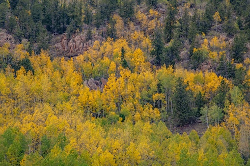 Changing aspen tree leaves in National forest with thunderstorm nearby.