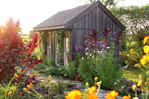 A Rustic little wooden cottage style garden shed is surrounded by beautiful, colorful summer flowers.