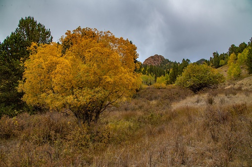 Changing aspen tree leaves in National forest with thunderstorm nearby.