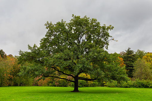 Big beautiful old oak tree on a green lawn in an autumn park in gloomy weather