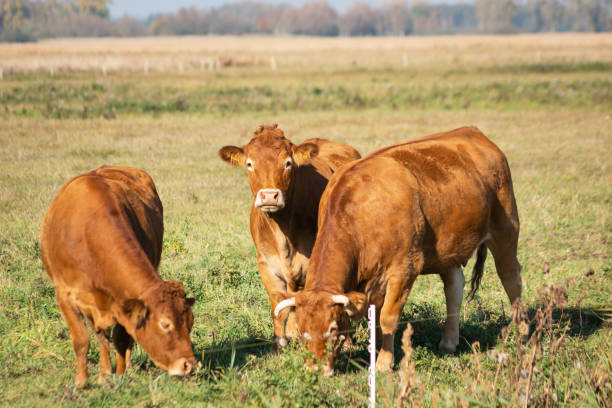 istock Brown limousine cows on pasture, sunny day view 1275209878