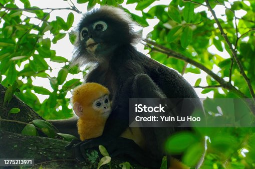 600+ Dusky Leaf Monkey Stock Photos, Pictures & Royalty-Free Images - iStock